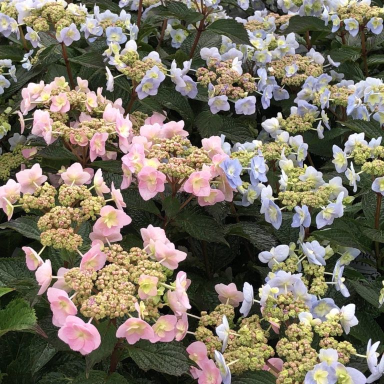 Mountain Hydrangea "Tiny Tuff Stuff"