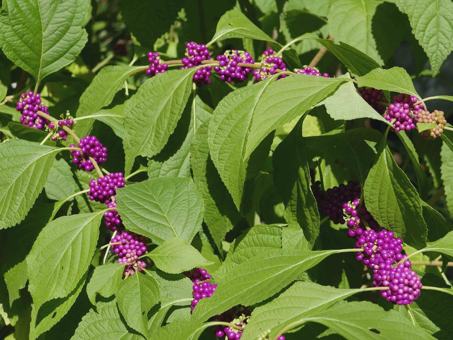 American Beautyberry