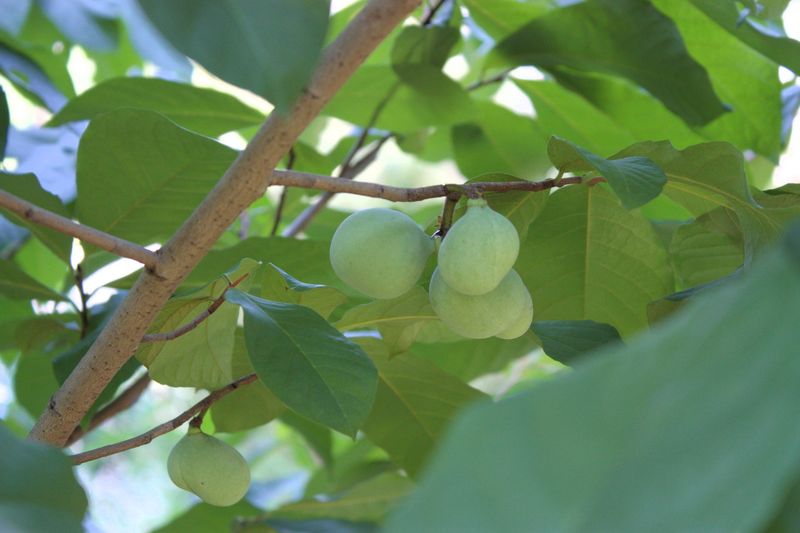 Pawpaw Tree