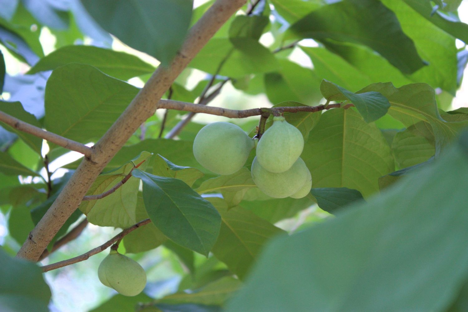 Pawpaw Tree, Price: 3g