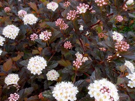 Ninebark "Summer Wine 'Black'"