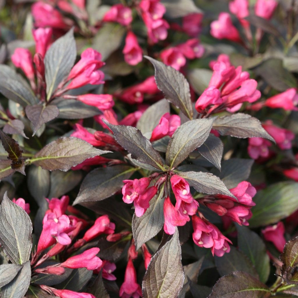 Weigela "Dark Horse", Size: 2g