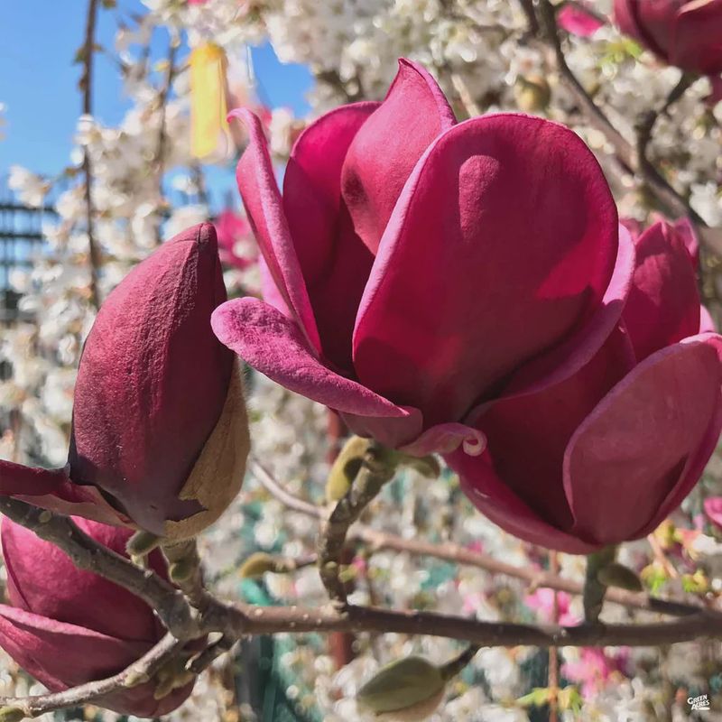 Magnolia "Genie"