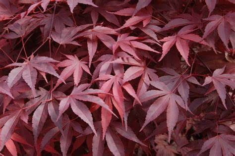 Japanese Maple "Fireglow"