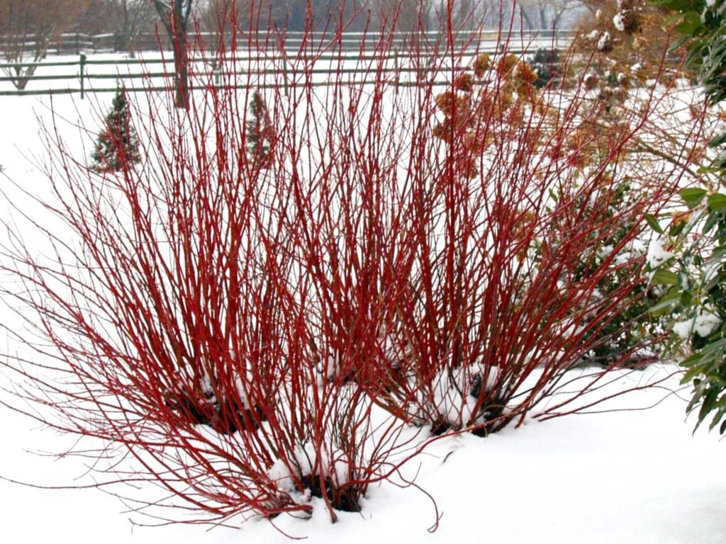 Red-Twig Dogwood