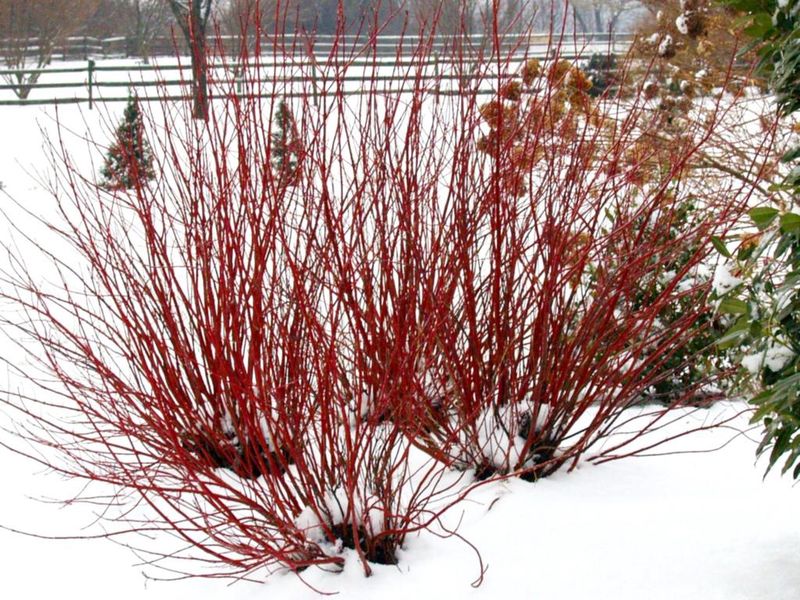 Redtwig Dogwood "Arctic Fire"