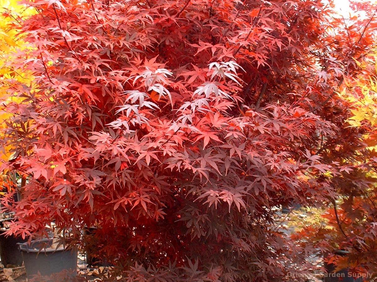 Japanese Maple "Brandt's Dwarf", Size: S10g