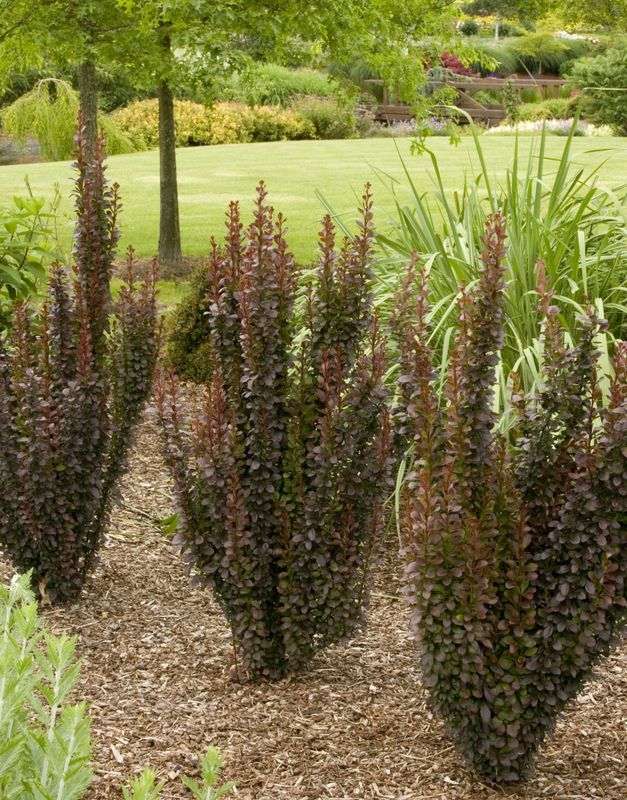 Barberry "Helmond Pillar"