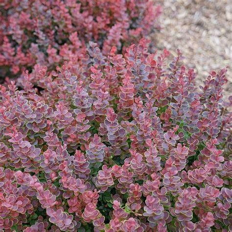 Barberry "Sunjoy 'Mini Maroon'"
