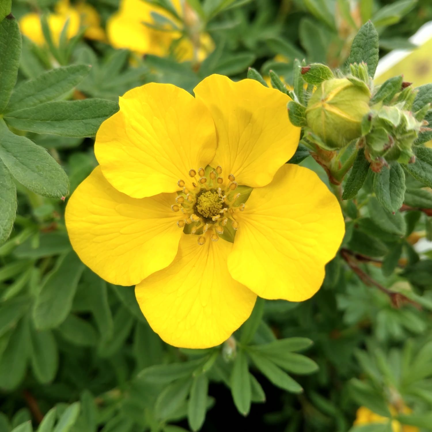 Potentilla "Happy Face 'Yellow'", Size: 2/3g