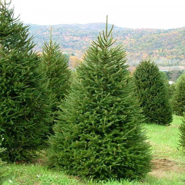 Norway Spruce