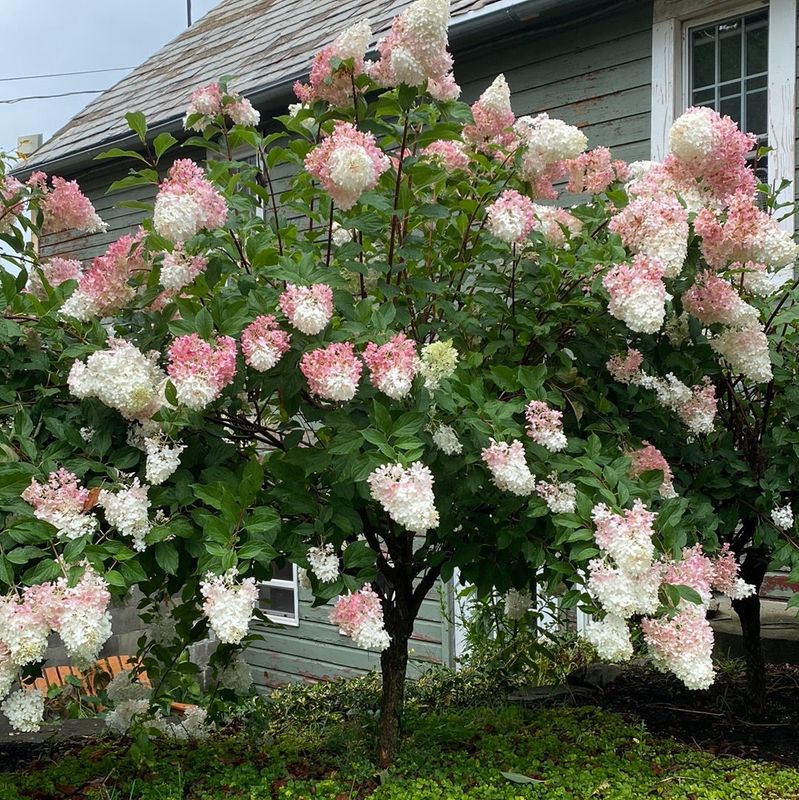 Panicle Hydrangea "Vanilla Strawberry" Patio Tree