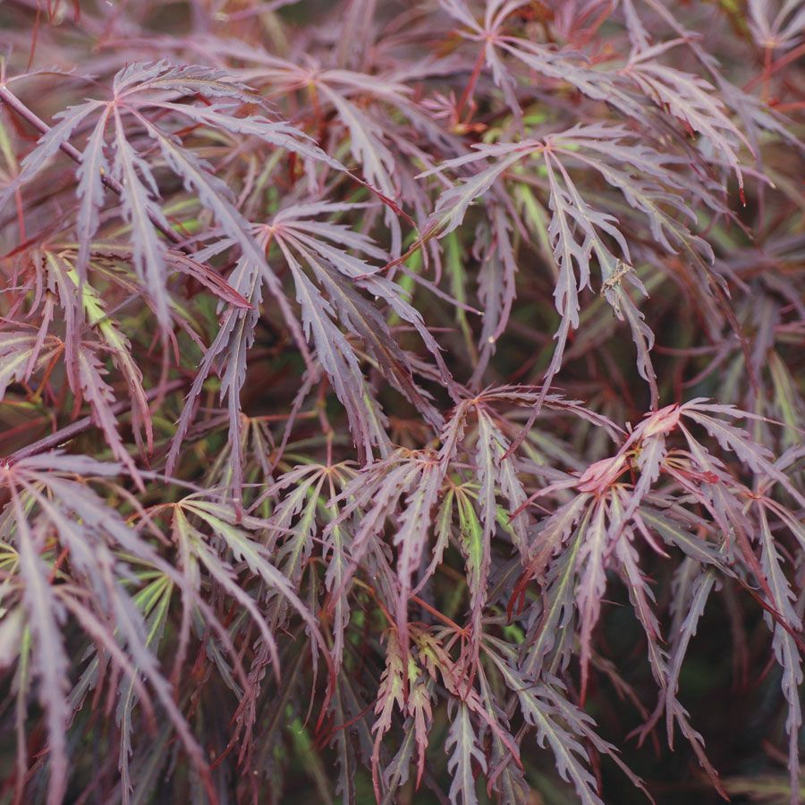 Japanese Maple "Ash's Scarlet Princess"