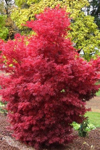 Japanese Maple "Twombly's Red Sentinel"