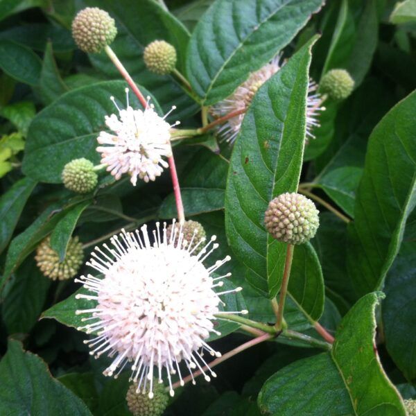 Buttonbush "Sugar Shack"