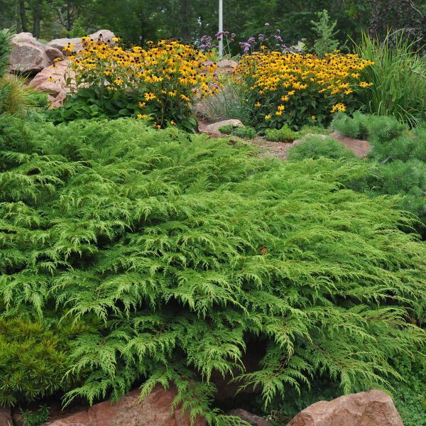 Siberian Cypress "Celtic Pride", Size: 2g