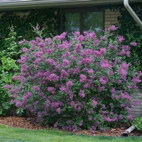 Reblooming Lilac "Bloomerang 'Dark Purple'"