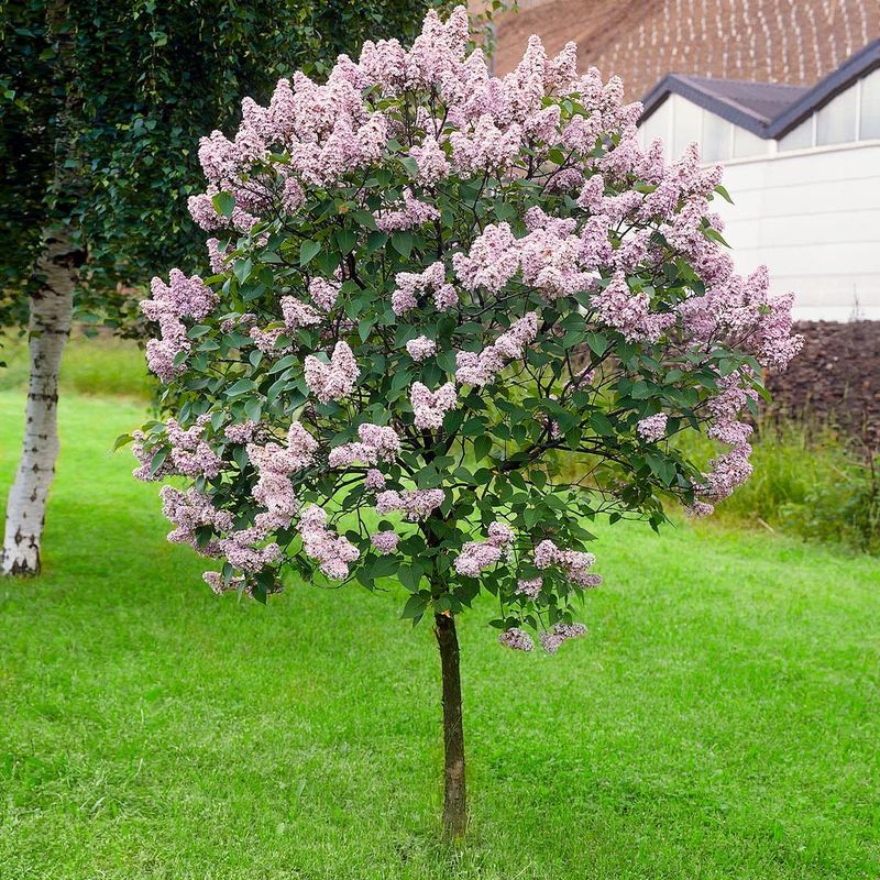 Lilac Korean "Miss Kim" Patio Tree