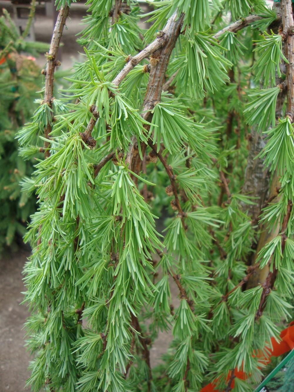 Larch