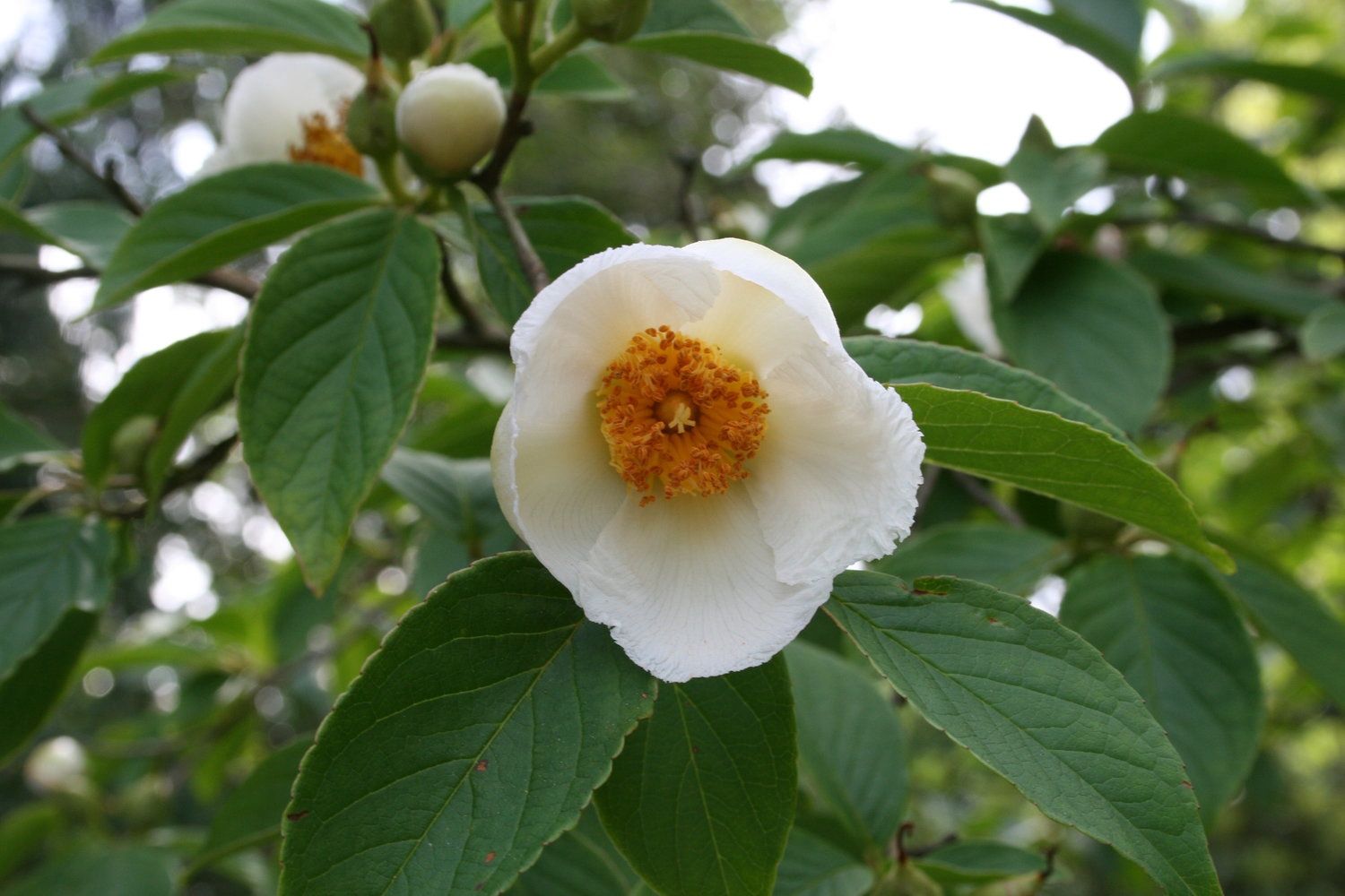 Japanese Stewartia, Size: 10g