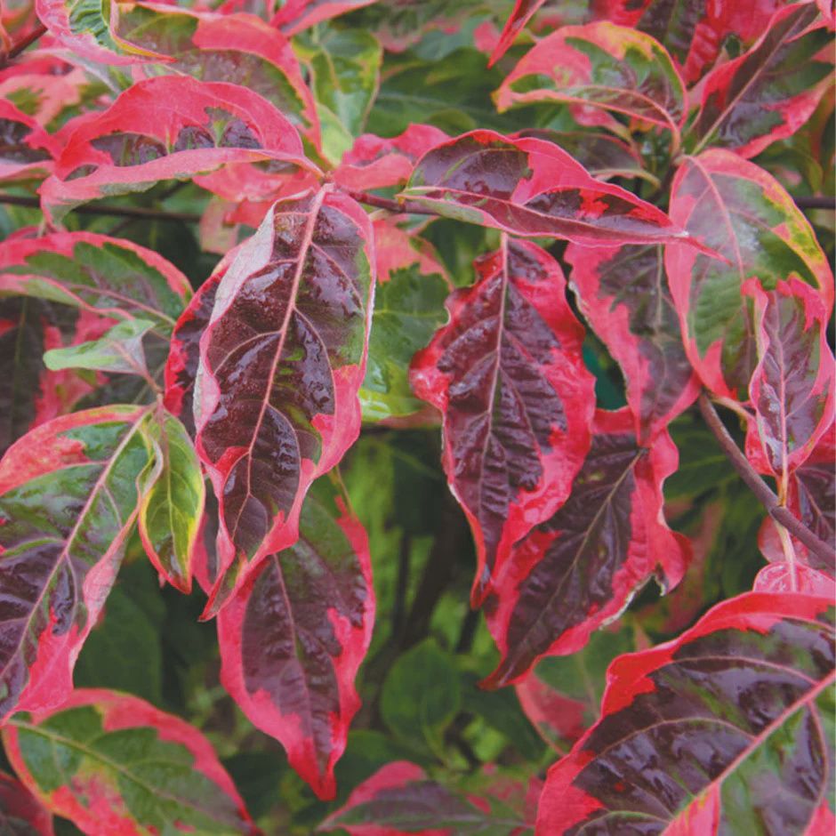 Dogwood Flowering Tree "Celestial Shadows"