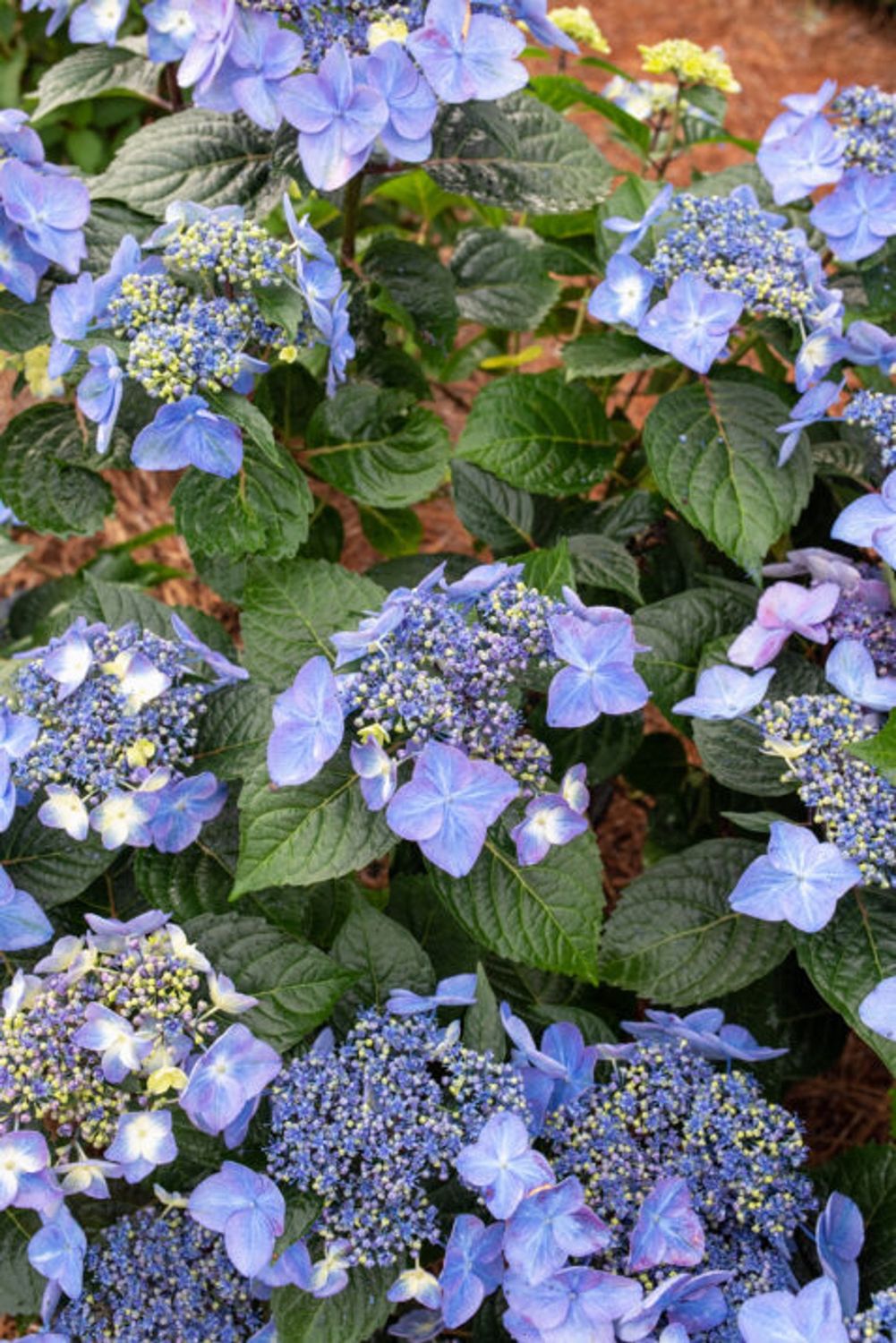 Bigleaf Hydrangea "Endless Summer 'Pop Star'", Size: 3g