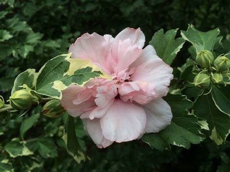 Rose of Sharon "Sugar Tip"