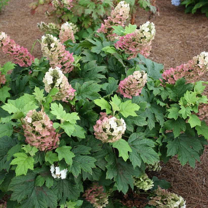 Oakleaf Hydrangea "Jetstream", Size: 2g