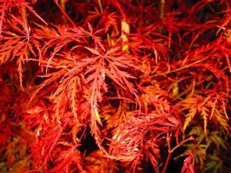 Japanese Maple "Seiryu", Size: 10g