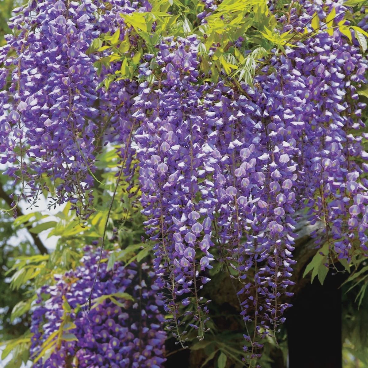 Kentucky Wisteria