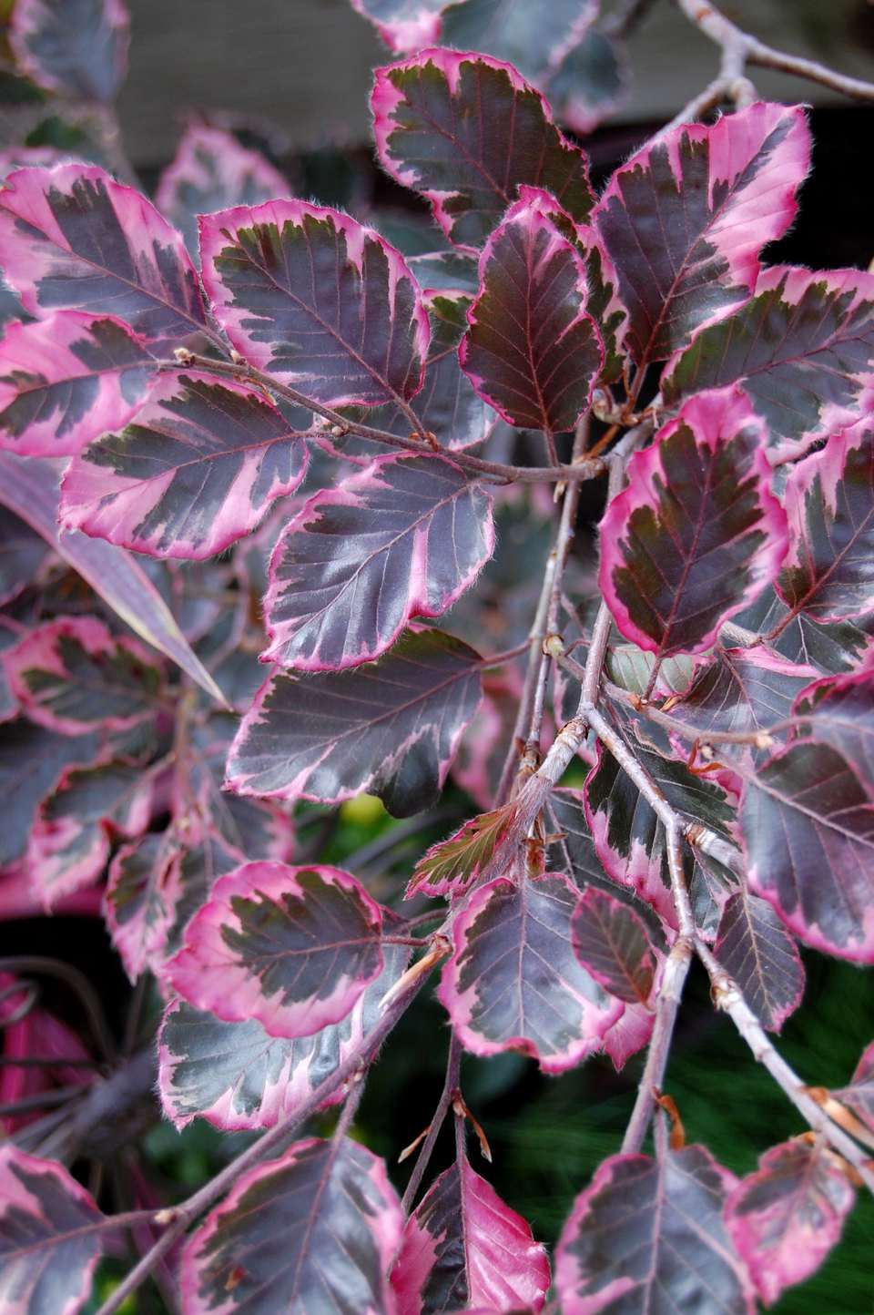 European Beech "Tricolor Beech"