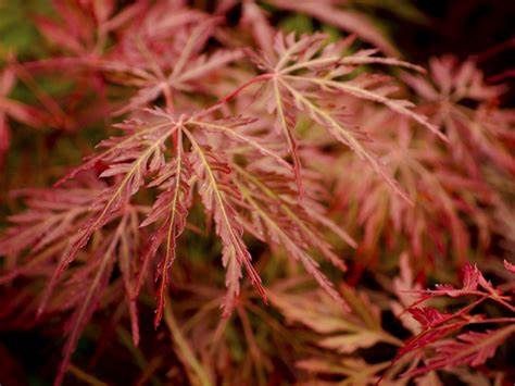 Japanese Maple "Orangeola"