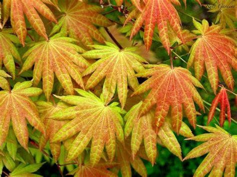 Japanese Maple "Moonrise"