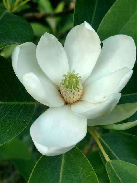 Sweetbay Magnolia, Size: 3g