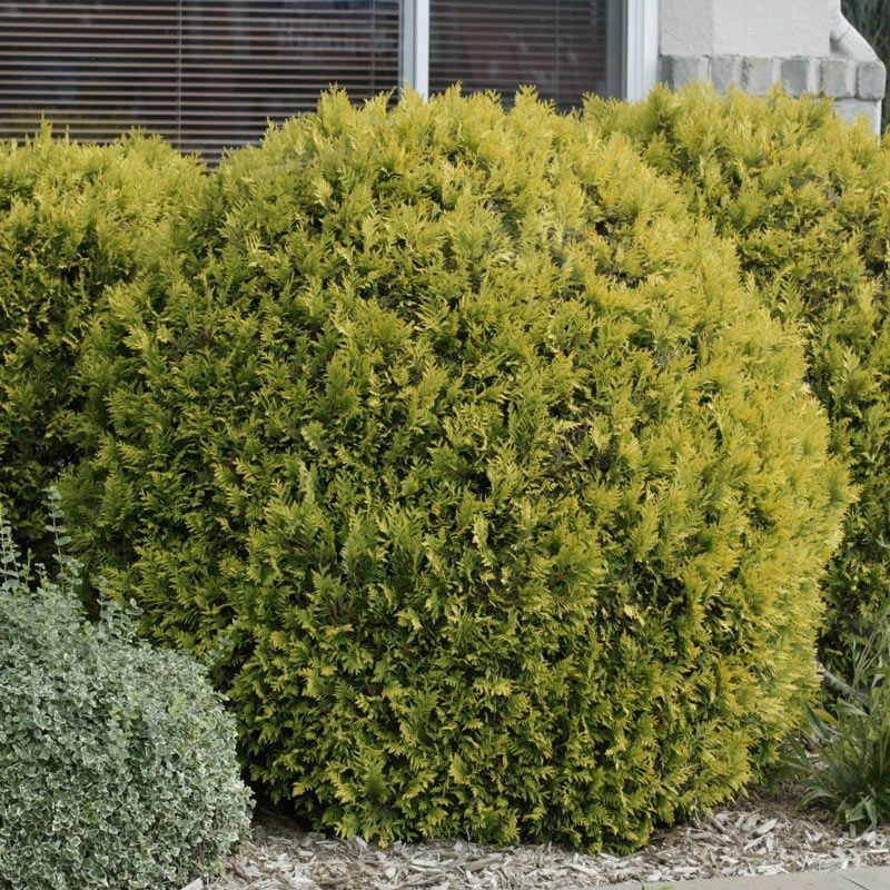 Arborvitae "Golden Globe", Size: 3g