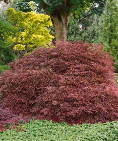 Japanese Maple "Crimson Princess"