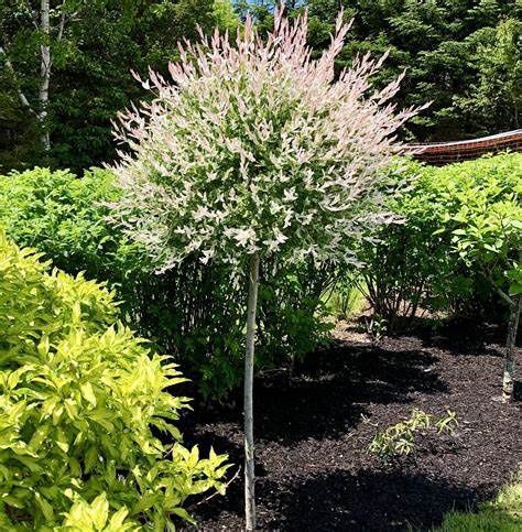 Dappled Willow "Hakuro Nishiki" Patio-Tree, Size: 7g