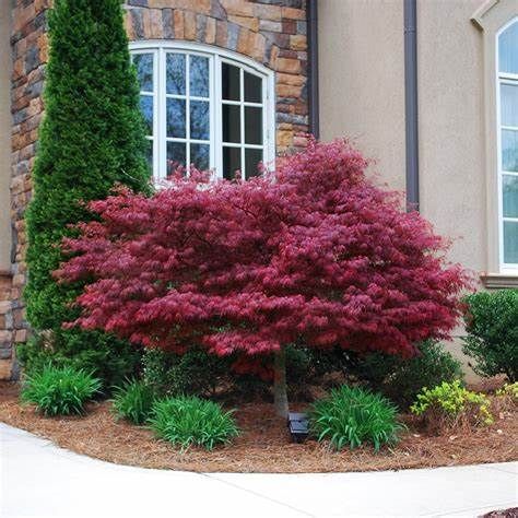 Japanese Maple "Red Dragon", Size: 3g