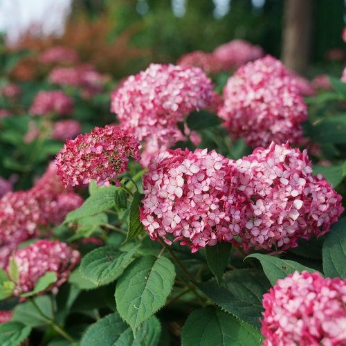 Smooth Hydrangea "Invincibelle 'Ruby'"