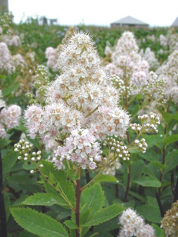 White Meadowsweet