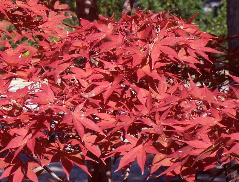 Japanese Maple "Shojo Nomura"