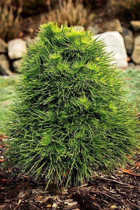 Scots Pine "Green Penguin", Size: 5g
