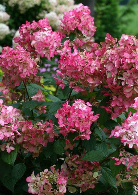 Panicle Hydrangea "Fire Light" Patio Tree