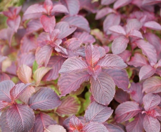 Weigela "Midnight Sun"