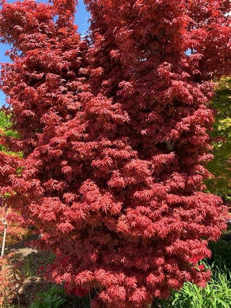 Japanese Maple "Skeeter's Broom"