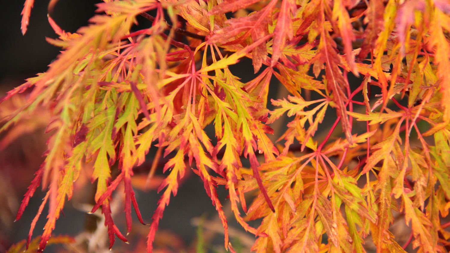 Japanese Maple "Spring Delight"