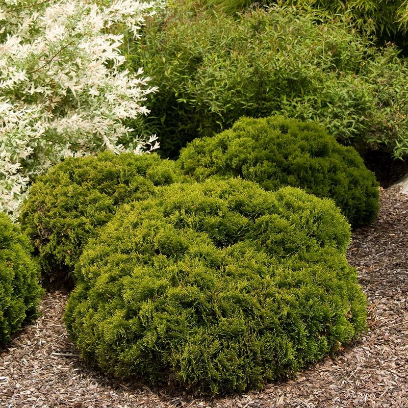 Arborvitae "Danica"
