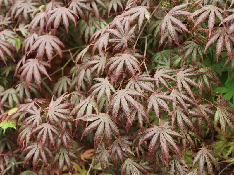 Japanese Maple "Trompenberg"