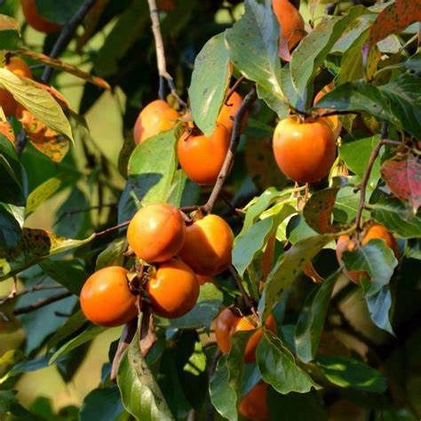 American Persimmon