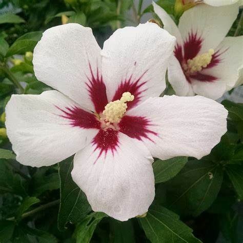 Rose of Sharon "Lil' Kim
